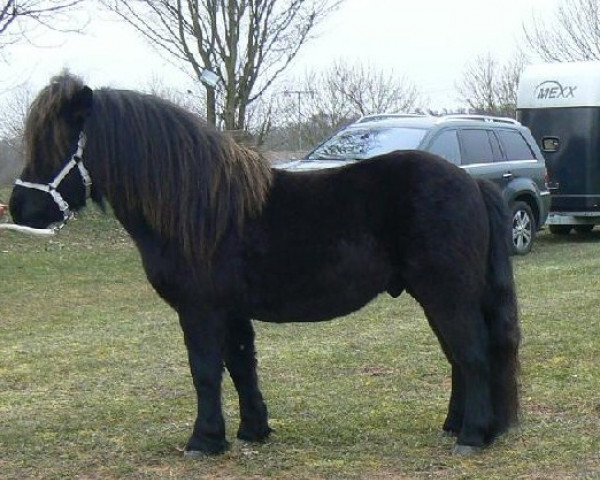stallion El Bundy (Shetland Pony, 2010, from Mr. Ed)