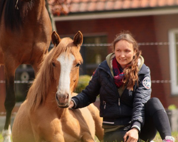 dressage horse Caja can Dance (German Riding Pony, 2021, from Can Dance 3)