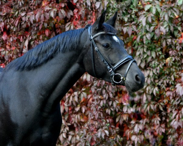 Dressurpferd Bodethal's Starlight (Deutsches Reitpony, 2014, von Night-Star III)