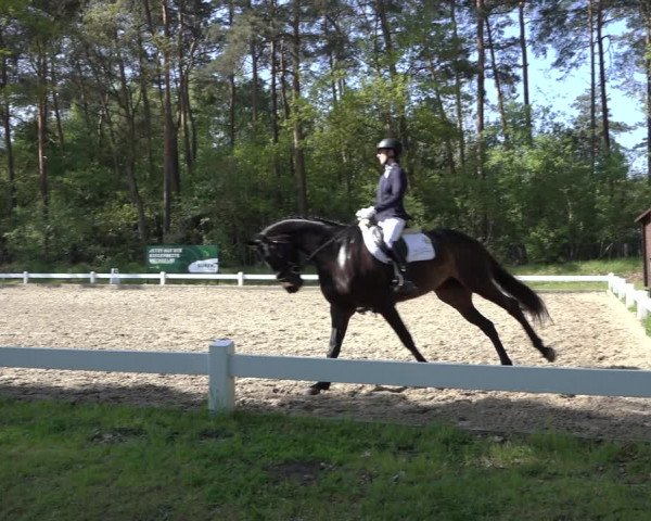Reitturnier Meppen 2022