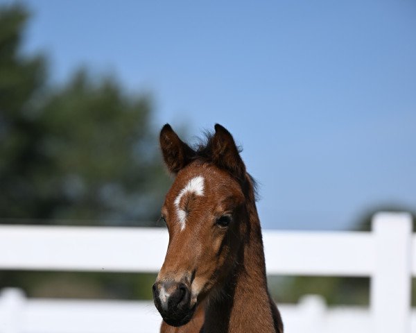 horse Verdis Röschen B (German Sport Horse, 2022, from Verdi)