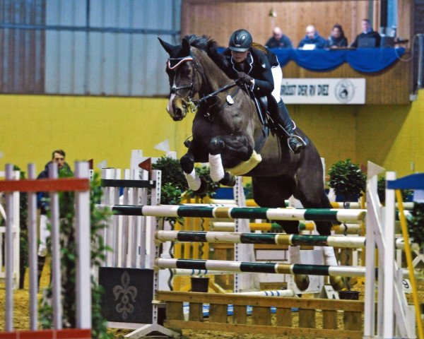 jumper Racina 2 (Hessian Warmblood, 1999, from Reverend) jumper Racina 2 (Hessian Warmblood, 1999, from Reverend)