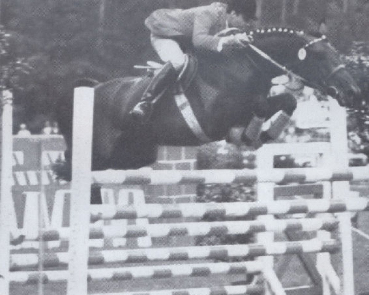Pferd Conte (Holsteiner, 1961, von Cottage Son xx)
