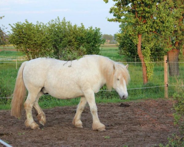 horse Bacardi (Rhenish-German Cold-Blood, 2003, from Balaton)
