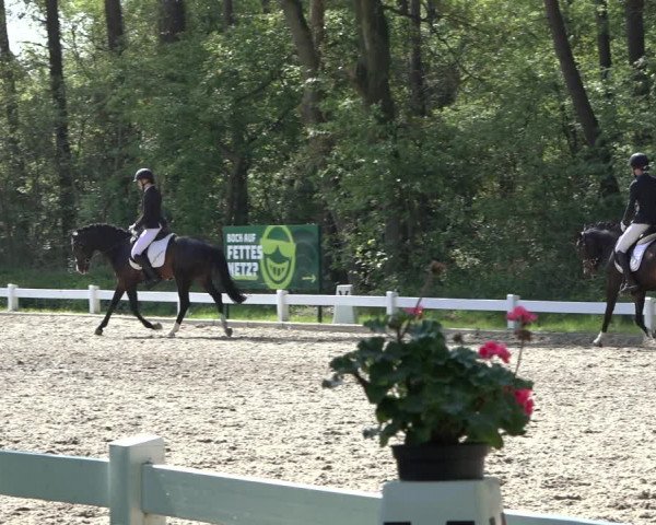 Reitturnier Meppen 2022