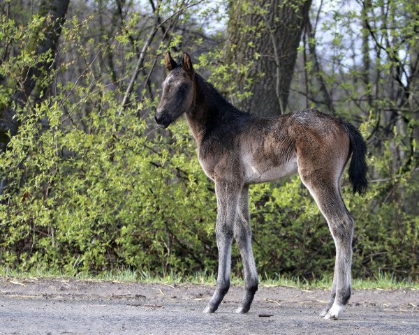 Pferd Holly (Oldenburger Springpferd, 2022, von HICKSTEAD WHITE)