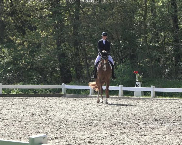 Reitturnier Meppen 2022