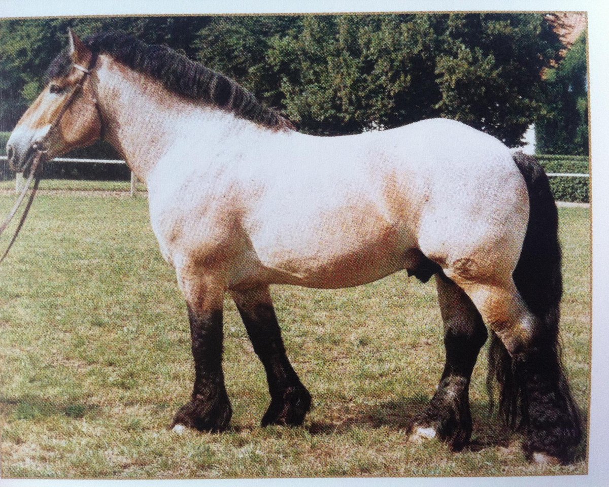stallion Silvio 1507 (Rhenish-German Cold-Blood, 1986, from Smart II 1856)