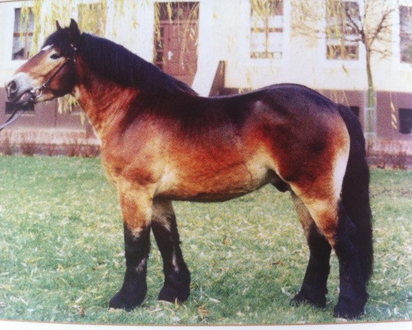 stallion Engardin (Altmärkisches Draughthorse, 1992, from Enrico) stallion Engardin (Altmärkisches Draughthorse, 1992, from Enrico)