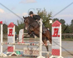 Springpferd Corano 25 (Westfale, 2008, von Captain Fire)