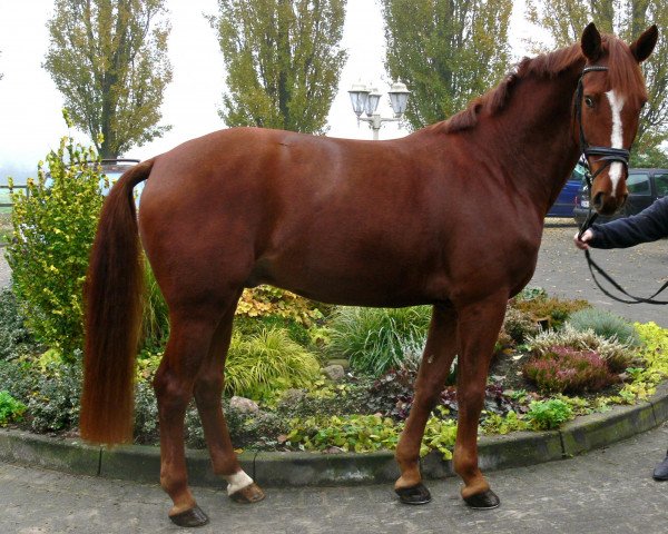 jumper Reavnir (Westphalian, 2006, from Moosbends Ricardos)