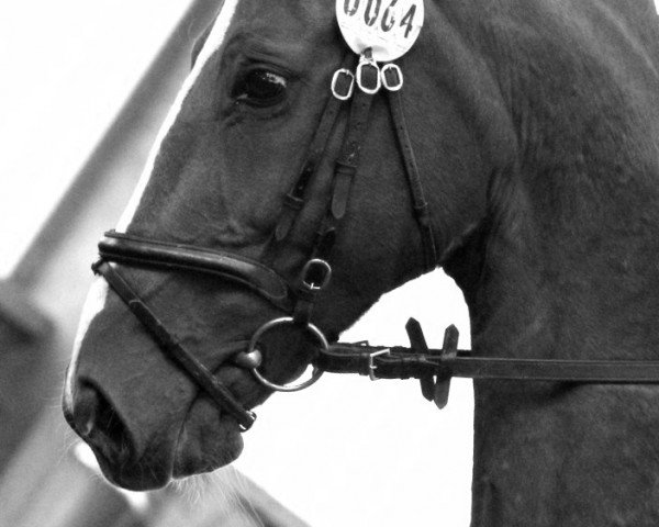 broodmare Wake up Weekend (Westphalian, 1997, from Weltruf)