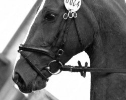 broodmare Wake up Weekend (Westphalian, 1997, from Weltruf)