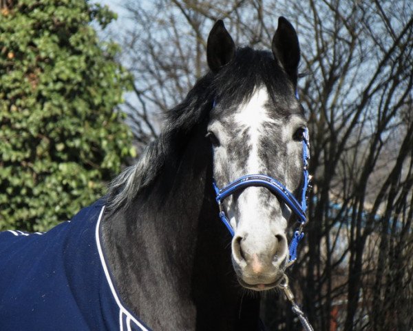 dressage horse Weltenruhm (Hanoverian, 2008, from Weltmeyer)
