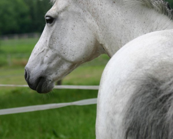 dressage horse Sheila (German Warmblood, 1998, from Gharib ben Lancer ox)