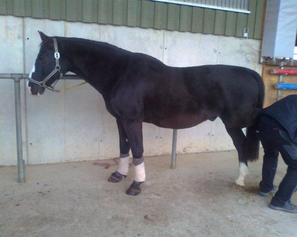 horse Graziano S2 (Württemberger, 1989, from Grannus) horse Graziano S2 (Württemberger, 1989, from Grannus)