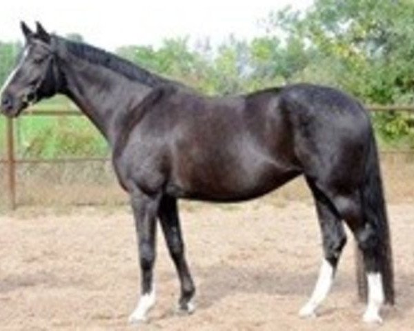 broodmare Salamanca (Holsteiner, 2002, from Dolany)