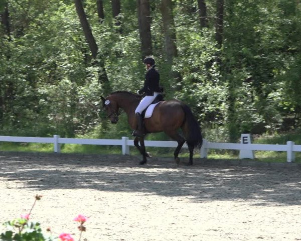 Reitturnier Meppen 2022