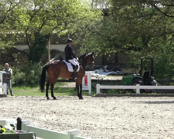 Reitturnier Meppen 2022