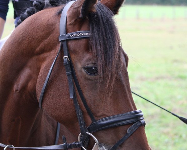 dressage horse Baileys 82 (KWPN (Royal Dutch Sporthorse), 2006, from Lingh)