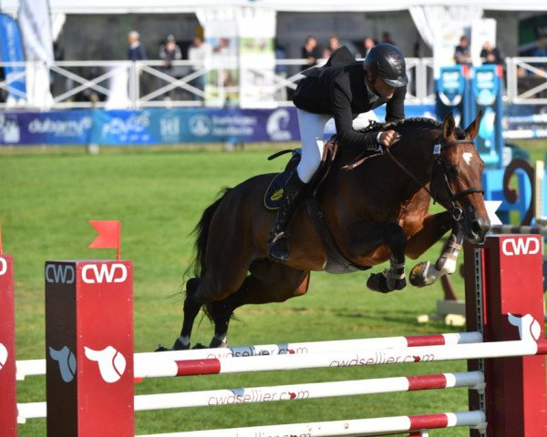 stallion Georges de Chamant (Selle Français, 2016, from Kannan) stallion Georges de Chamant (Selle Français, 2016, from Kannan)
