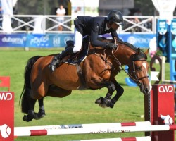 stallion Gold Sky de Pegase (Selle Français, 2016, from Thais de Pegase)