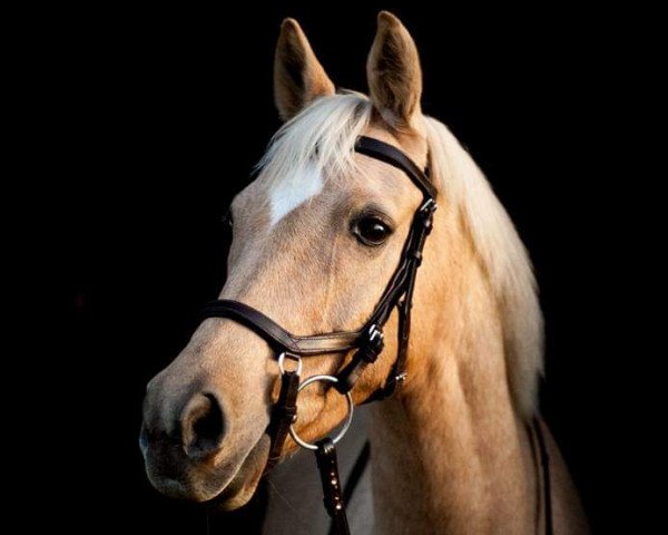 dressage horse Gimli 23 (German Riding Pony, 2008, from FS Golden Highlight)