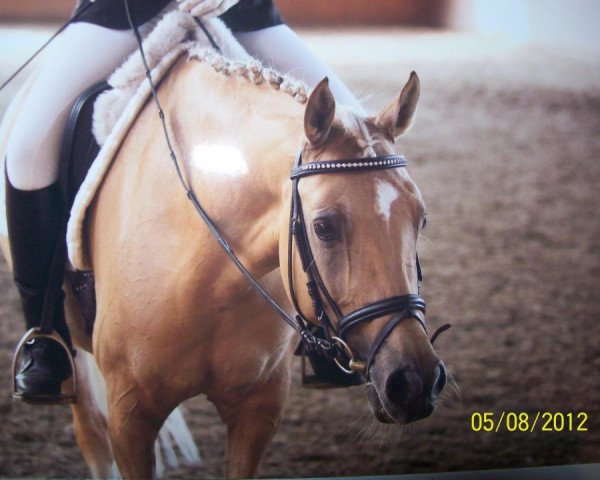 Pferd Sternchen (Deutsches Reitpony, 2005, von Danny Gold)