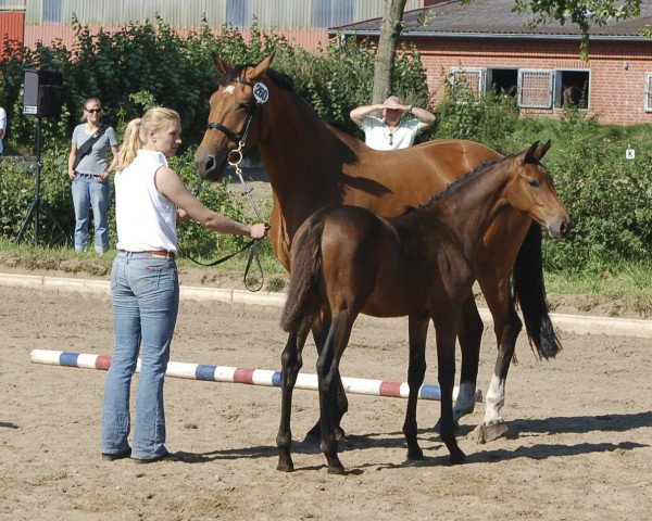 Zuchtstute Zelda (Holsteiner, 2007, von Lancer II)