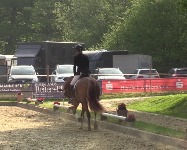 Reitturnier Dinslaken-Hiesfeld 2022