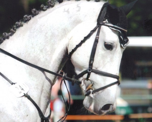 dressage horse Oke 5 (Hungarian Warmblood, 2003, from Istafan)
