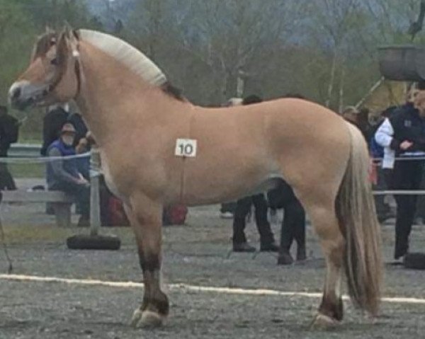 Pferd Romeo Løvehjerte (Fjordpferd, 2012, von Turbo Romeo N.2573)