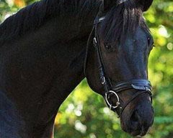 dressage horse Rubin Cartier (German Sport Horse, 2008, from Rubin Cortes OLD)