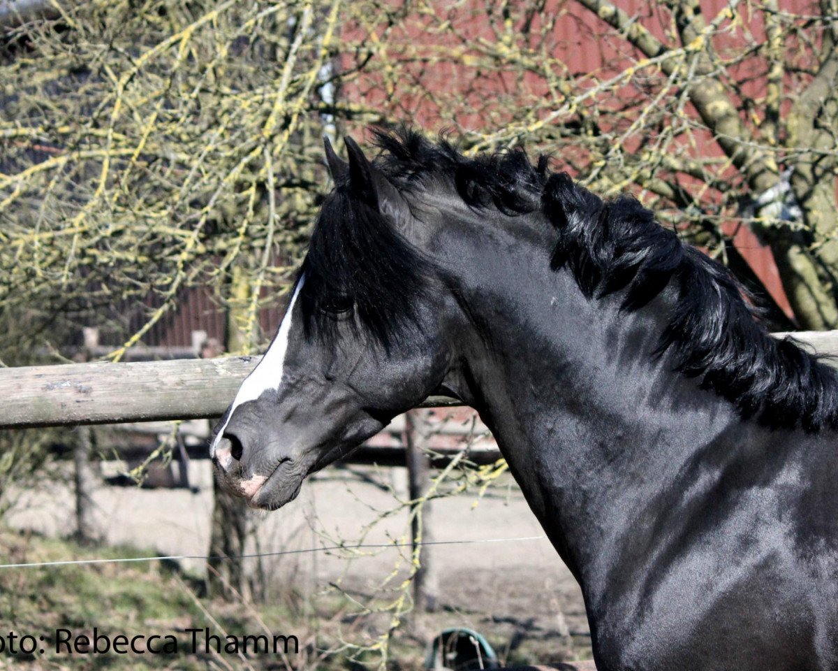 Deckhengst Van Heinrich (Deutsches Reitpony, 2002, von Van Gogh R)