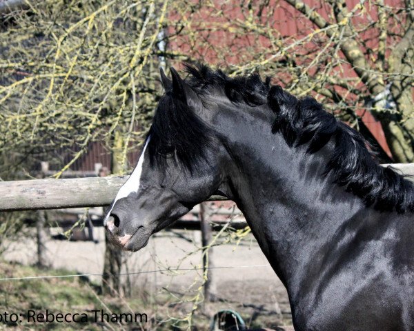 Deckhengst Van Heinrich (Deutsches Reitpony, 2002, von Van Gogh R)