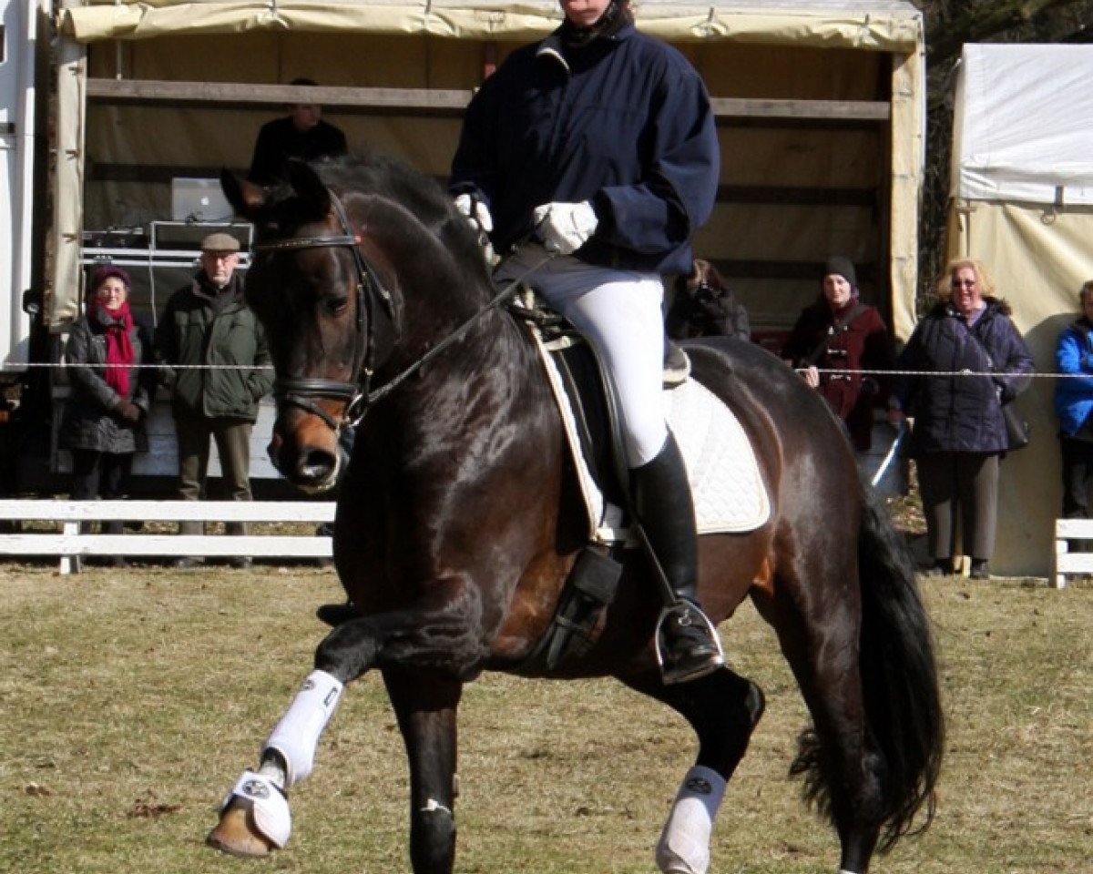 stallion Sweet Affair (Trakehner, 2000, from Buddenbrock)