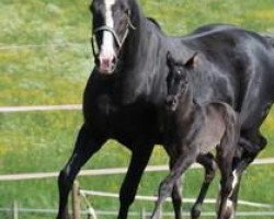 dressage horse Jazz-Queen (Württemberger, 2012, from Jazz)
