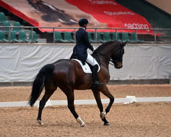 dressage horse Donchetto 2 (Bavarian, 2009, from Don Diamond)