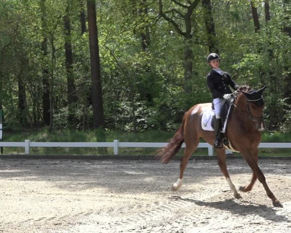 Reitturnier Meppen 2022