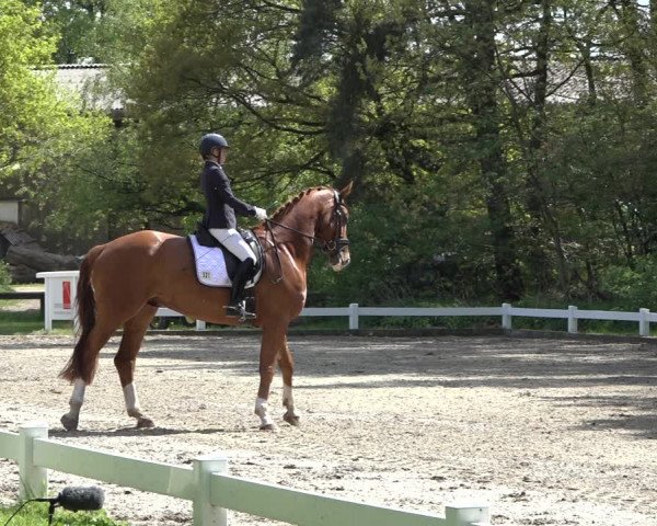 Reitturnier Meppen 2022