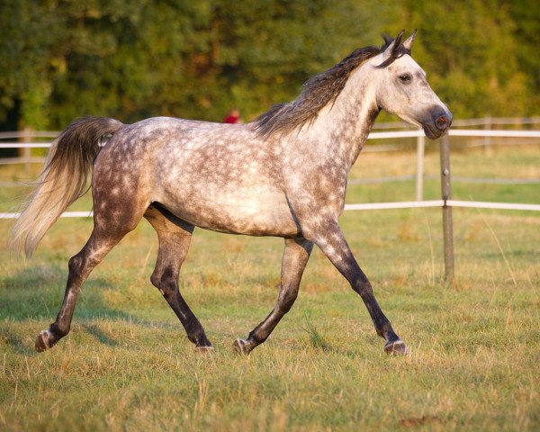 horse Nele (German Warmblood, 2005, from Nemo)