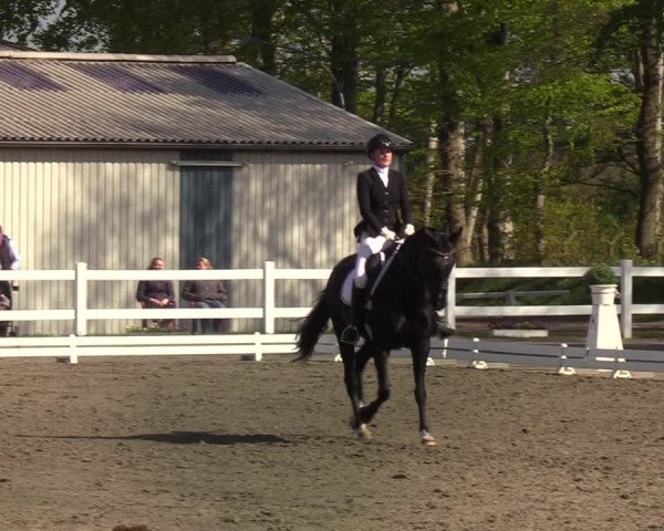 Reitturnier Mildstedt 2022