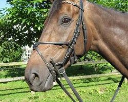 jumper Gino 537 (Irish Sport Horse, 2001, from Gino III)