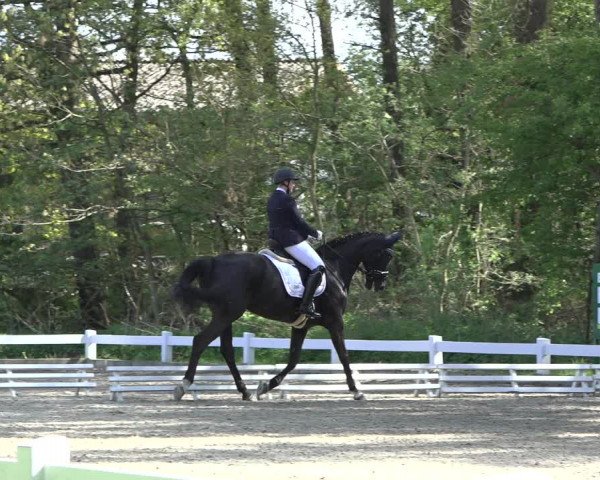 Reitturnier Meppen 2022
