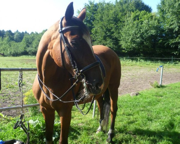 jumper Warina (Hanoverian, 1990, from Wenzel I)