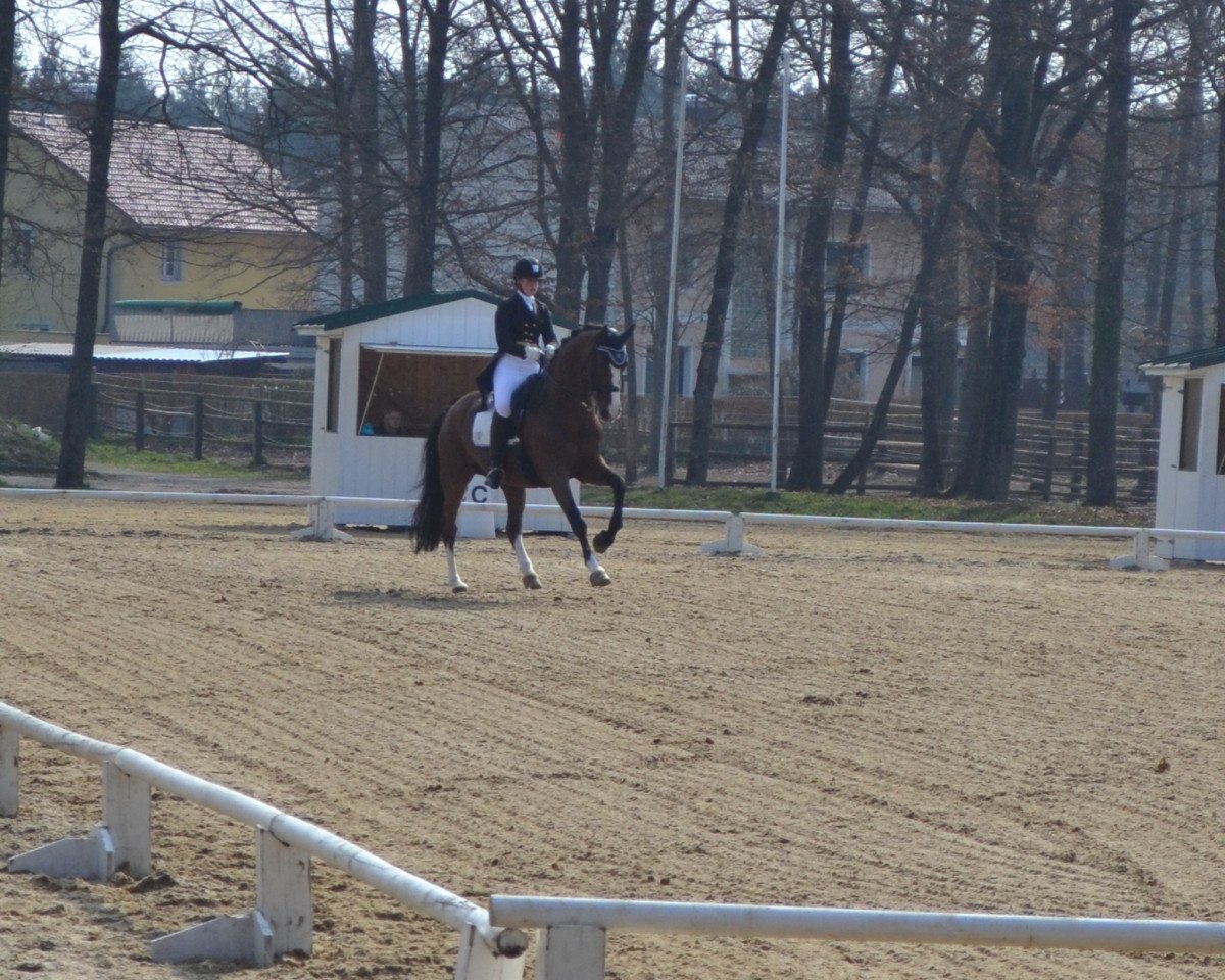 dressage horse Perignon T (Oldenburg, 1995, from Plaisir d'Amour)