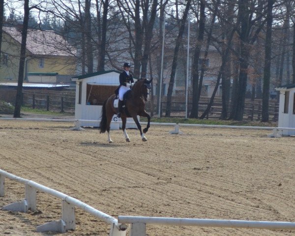 dressage horse Perignon T (Oldenburg, 1995, from Plaisir d'Amour)