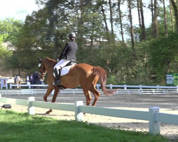 Reitturnier Meppen 2022