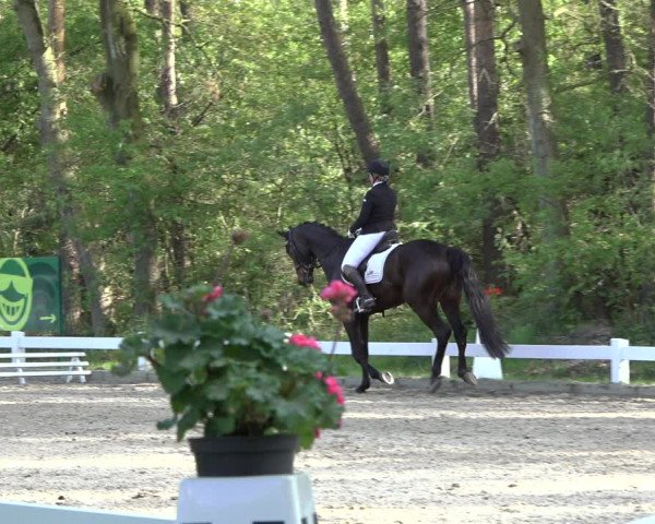 Reitturnier Meppen 2022