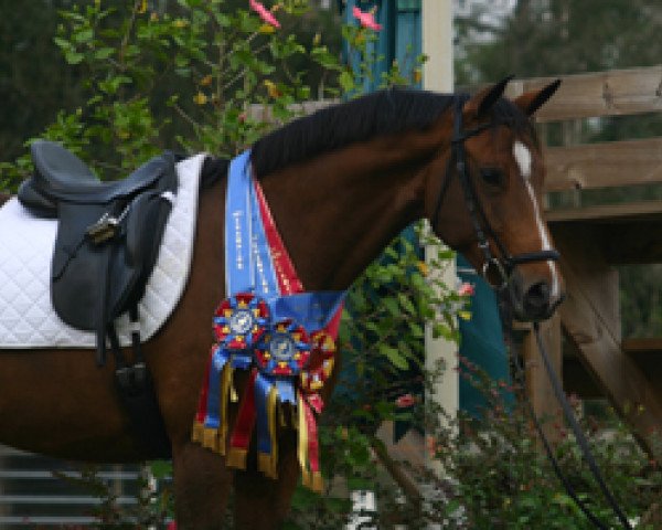 Pferd Morena 71 (Westfale, 2000, von Montmartre)